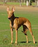 Pharaoh Hound 9P003D-030